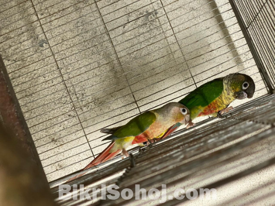 Conure breeding